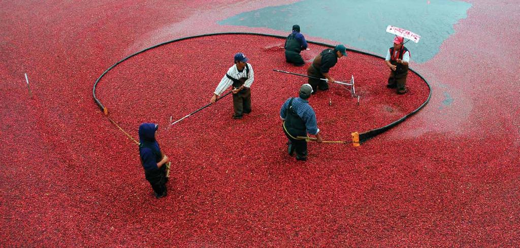 Corralling cranberries at one of the A.D.