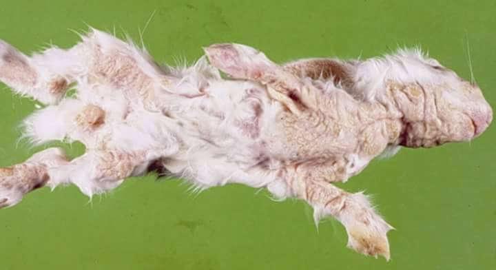 FUR MITE INFESTATIONS OR BODY MANGE Fur mites: Cheyletiella parasitovorax