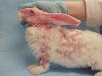 Rabbits are infested with Sarcoptes scabei (burrowing mites) In healthy,