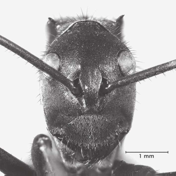 Kohout. New Polyrhachis from Sulawesi. Zool. Med. Leiden 82 (2008) 299 Worker. Dimensions (holotype cited first): TL c. 13.30, 12.85-14.51; HL 3.17, 3.07-3.33; HW 2.27, 2.24-2.37; CI 72, 69-73; SL 4.
