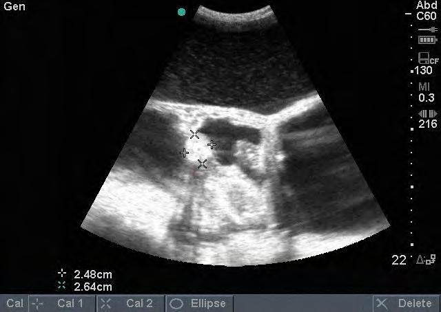 BEHAVIOR Ultrasounds Finding follicles, corpus luteum (CL s), healthy ovaries, healthy uterus, etc.