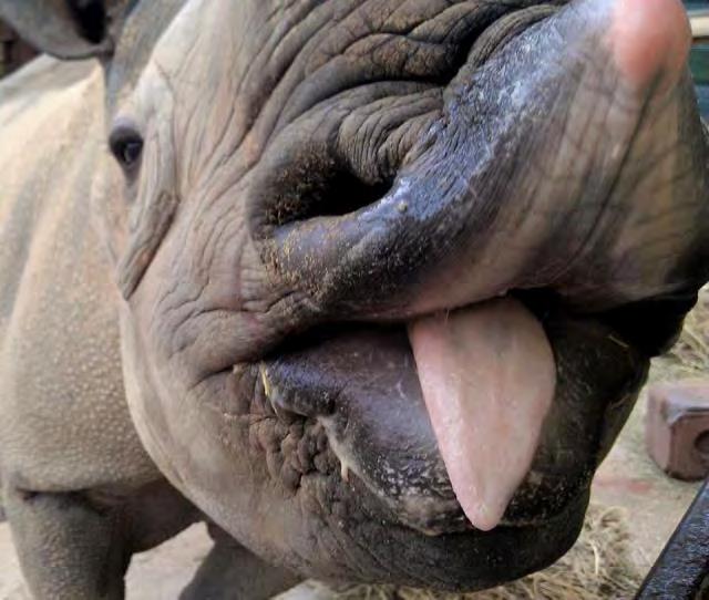 SOMETHING TO THINK ABOUT Should an endangered species be contracepted? Especially with the severity of the poaching crisis? We aren t sure of the affects of PZP on rhinos?