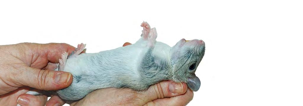 However, handling these pets does not have to be difficult. NATURE OF SMALL MAMMALS Understanding the natural history and normal behavioral repertoire of small mammals makes handling easier.
