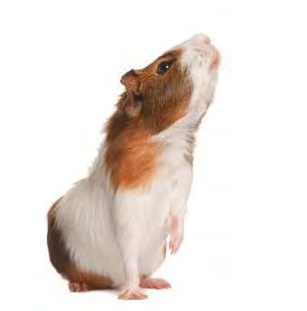 Today s Technician Rats that are tame are generally less likely to bite than other pet rodents. General 1.