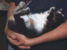 (Figure 5). 3. Many tame rabbits will tolerate being held on their backs for examination (Figure 6); less cooperative rabbits can be wrapped in a towel. As with chinchillas, beware of overheating. 4.