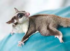 Less tame hedgehogs may need to be handled with leather gloves or a heavy towel; some will require anesthesia for proper evaluation. SUGAR GLIDERS 1.