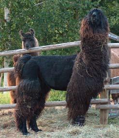 Turned out that they were a relatively recent import, still few in number in comparison to imports from other countries and therefore, somewhat rare. Are they different from other llamas?
