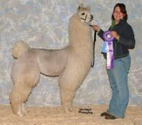 Unbelievable Fiber Robust and Heavy Boned Beautifully Balanced Proportions Super Straight Toplines Gentle Dispositions Showing Your Argentine! by Natalie Langowski Formerly Bred in B.C.