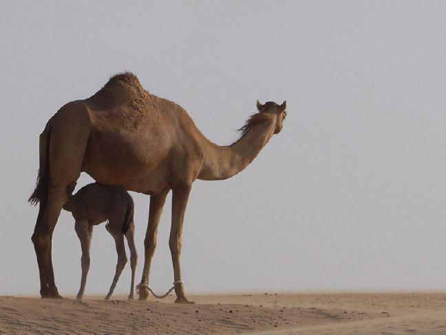 Viral diseases acquired from camels (Zoonosis) Camel pox (Minor) Rift Valley