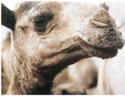 Camel Ecthyma Contagious ecthyma is a highly contagious, zoonotic, viral skin disease that affects camels, sheep, goats and some other ruminants.