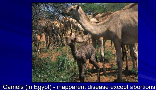 Rift Valley Fever Rift Valley Fever is an infectious zoonotic disease affecting sheep, goats, caels and cattle.