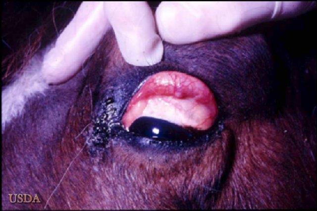 African Horse Sickness African horse sickness is a highly fatal and infectious disease, which affects horses, mules and donkeys. It is caused by an orbivirus, and there are nine strains of the virus.