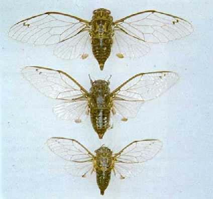 Fig. 5 - Males of the three Amphipsalta species. Top: A. zelandica (the largest). Centre: A. cingulata (darker body and shorter wings than A zelandica). Bottom: A.