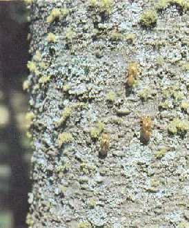 7), and climbs some vertical object such as the stem of a shrub or tree before moulting.