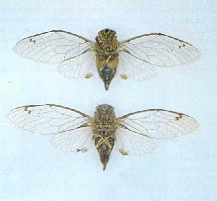 The adult male cicada is renowned for its sharp staccato song which is made to attract females.