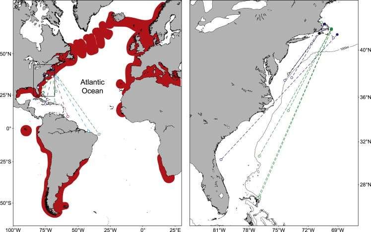 Basking Sharks (Cetorhinus maximus) Skomal et al, (2009) report that Basking sharks are seasonal migrants to mesopelagic tropical waters.