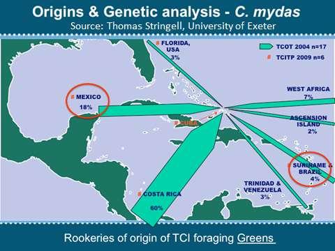 Figure 12: Origins of Marine Turtles Foraging in Turks & Caicos Islands from Genetic Analysis Looking to the future, there is scope to develop and apply computer modeling of marine turtle