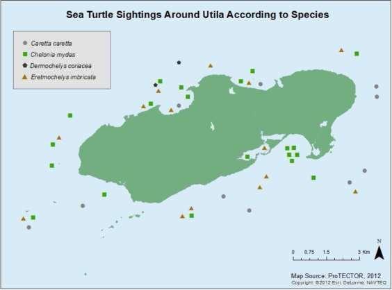 green turtle foraging sites are listed as conservation objects in the national biodiversity gap analysis, (CONAP y MARN, 2009).