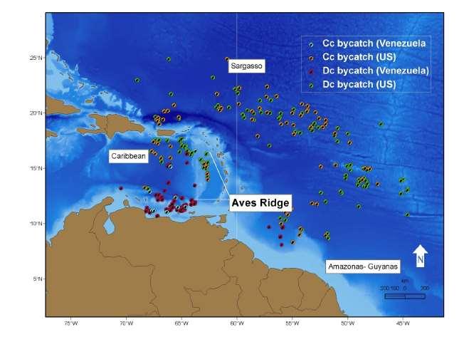 Some detailed accounts of bycatch in different types of fishing gears in the Caribbean and Sargasso Sea exist.