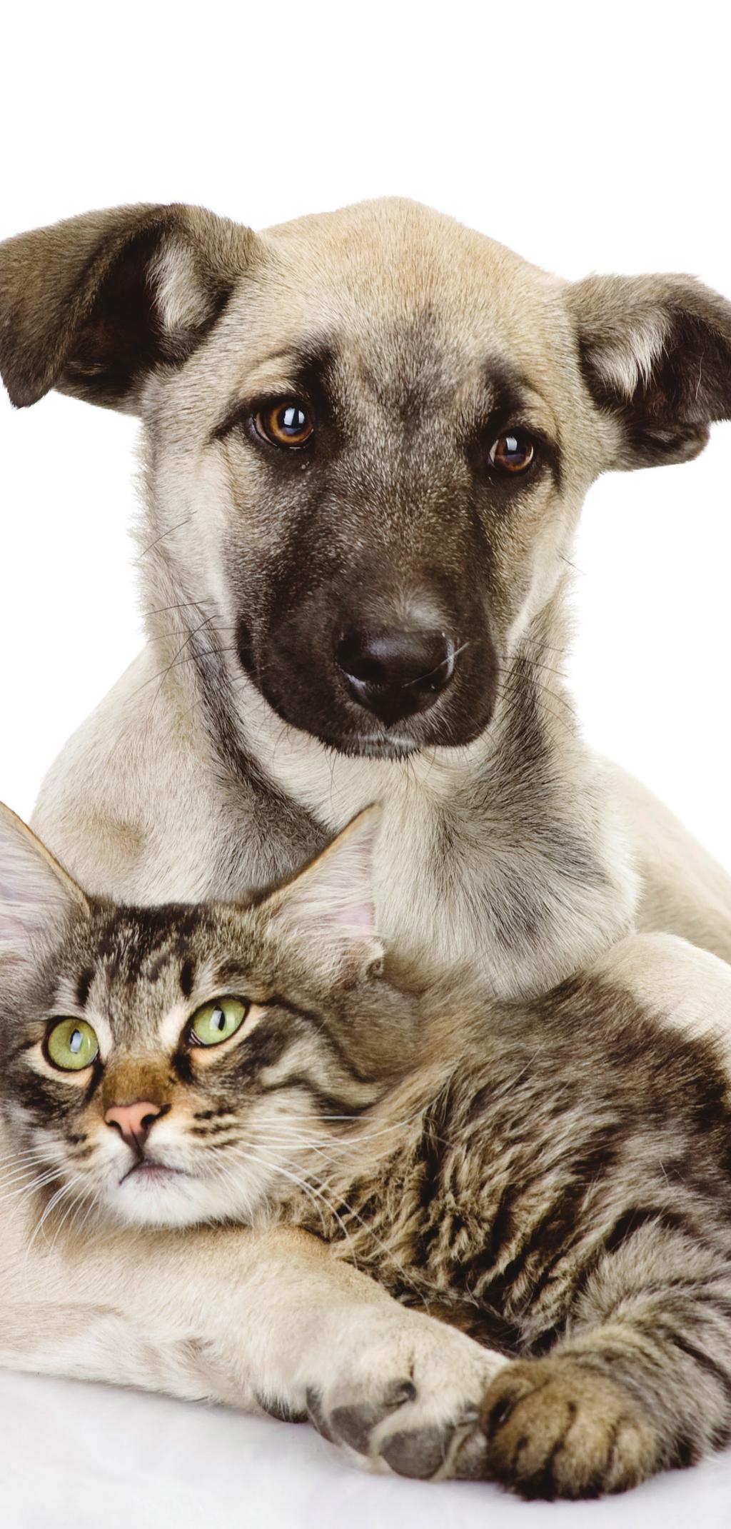 Your Pet Health Plan Agreement details When you complete the Pet Health Plans application form at your practice, you will find these details on the back of the form you sign.