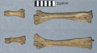 Bird and Fish Bones Fig. X.4 Goose furcula with cat tooth marks.
