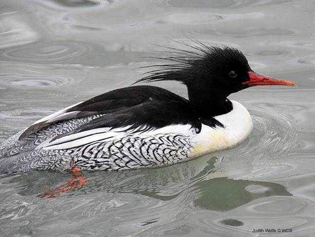 Order: Anseriformes Family: Anatidae Scientific Name: Mergus squamatus Common Name: Scaly-sided (Chinese) Merganser AZA Management: Green Yellow Red None Photo (Male): Photo (Female): NATURAL