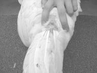 Place your hand over the vent and using the index and second fingers spread the feathers to clearly display the vent.