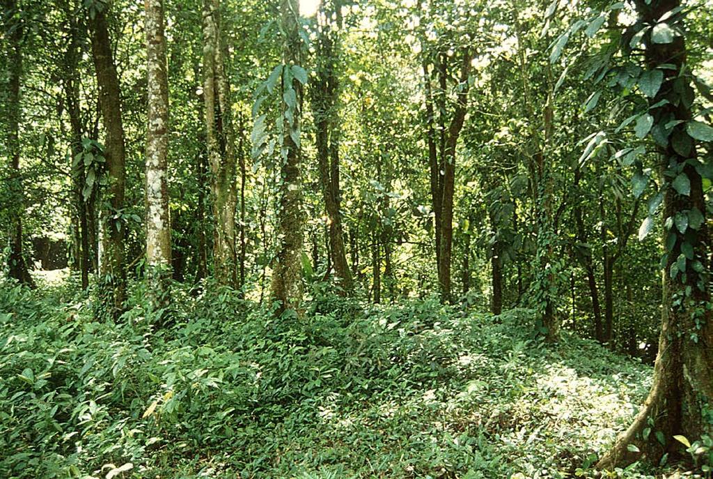 Fig. 13. Habitat of Norops wilsoni at the type locality. ' Gunther Köhler from the westernmost populations of N.
