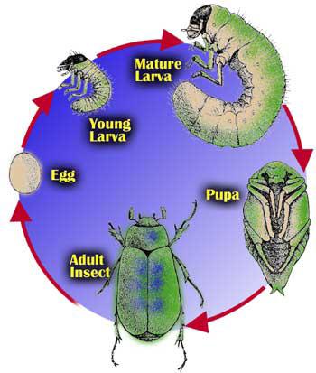 The Life Cycle of an Insect The of Metamorphosis PRESTO CHANGE-O!