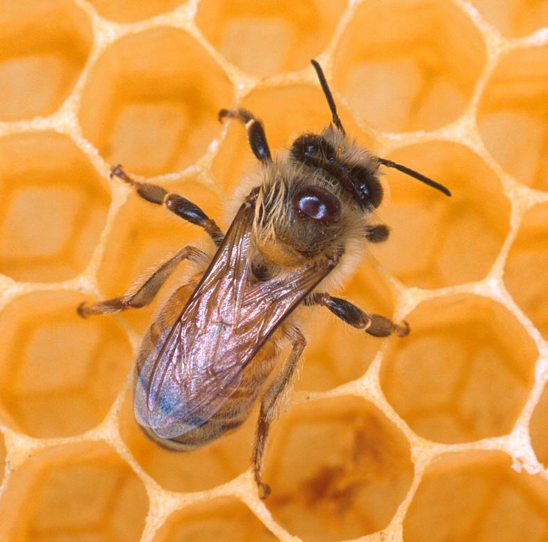 Workers and drones usually live 30 days. A queen bee can live up to 3 years! Honey Bees Around the World Bees are important everywhere.