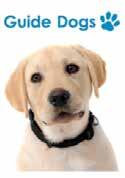a Golden Labrador guide dog puppy and Guide Dogs logo.