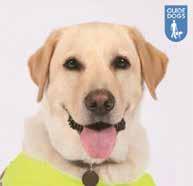 badges shows various guide dogs and