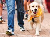 What s happening in 2018? Million Paws Walk will return to Sydney Olympic Park from 9 a.m. to 2 p.m. on Sunday 20 May.