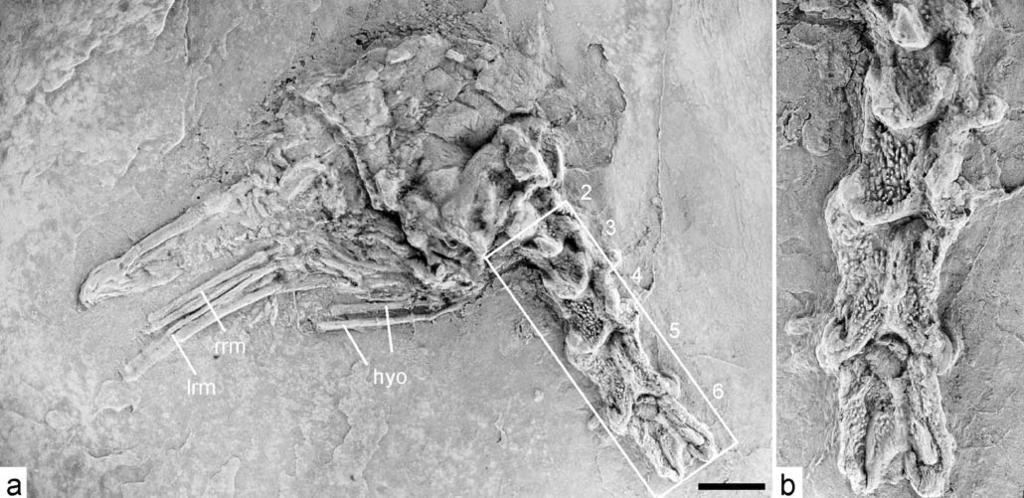 682 Naturwissenschaften (2007) 94:681 685 Fig. 1 a Specimen SMF-ME 10846a from the Middle Eocene of Messel, skull in lateral view; b detail of vertebrae with tubercles (framed area in a).
