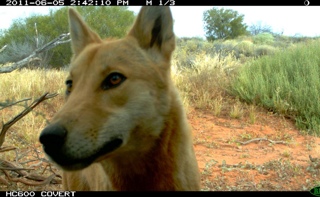 Not only would this be great for feral control, as many of our native species are vulnerable to these introduced predators, it would also have implications for threatened species management in the