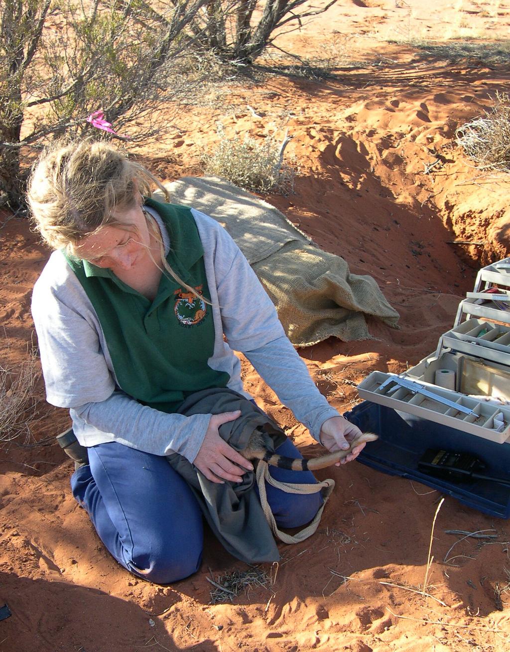 survival. Photo by: Arid Recovery. Project coordinator Brydie Hill who worked with Arid Recovery from 2003-2007, processing a Burrowing Bettong. Photo by: Arid Recovery. AR Ecologists From poop to paperwork, the Arid Recovery ecologists get to see it all.