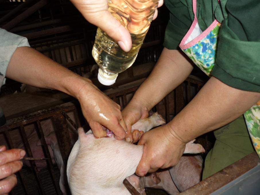 Womb Treatment of Sows: After giving birth to piglets, the sows continue breast feed to piglets for 45 days, and then the sows are allowed to rest for 7 days.