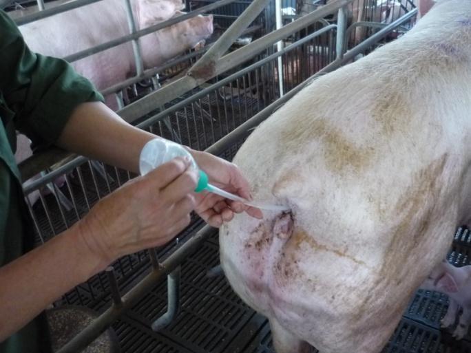 Due to this intensive production, more than 10% of sows have different types of womb diseases, which slow down the production rate and reduce the efficiency of the farm operation.