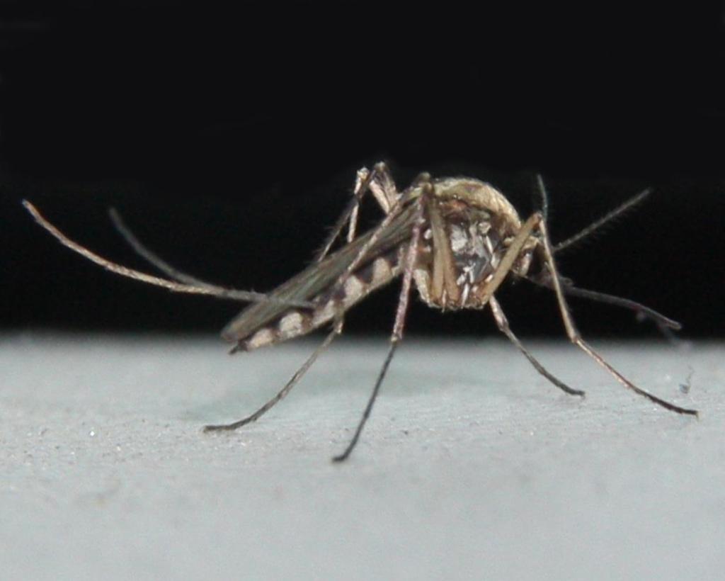 MOSQUITO CONTROL & CHANGES TO