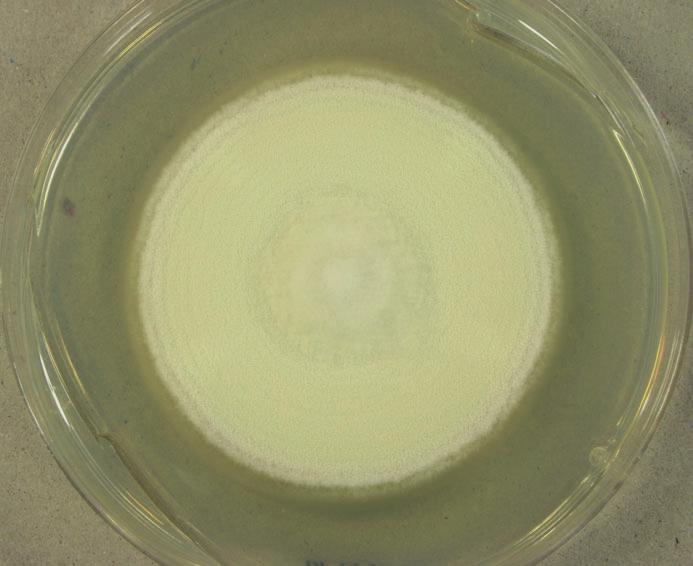 A fungus identified as Chrysosporium sp. was cultured from the skin specimen.