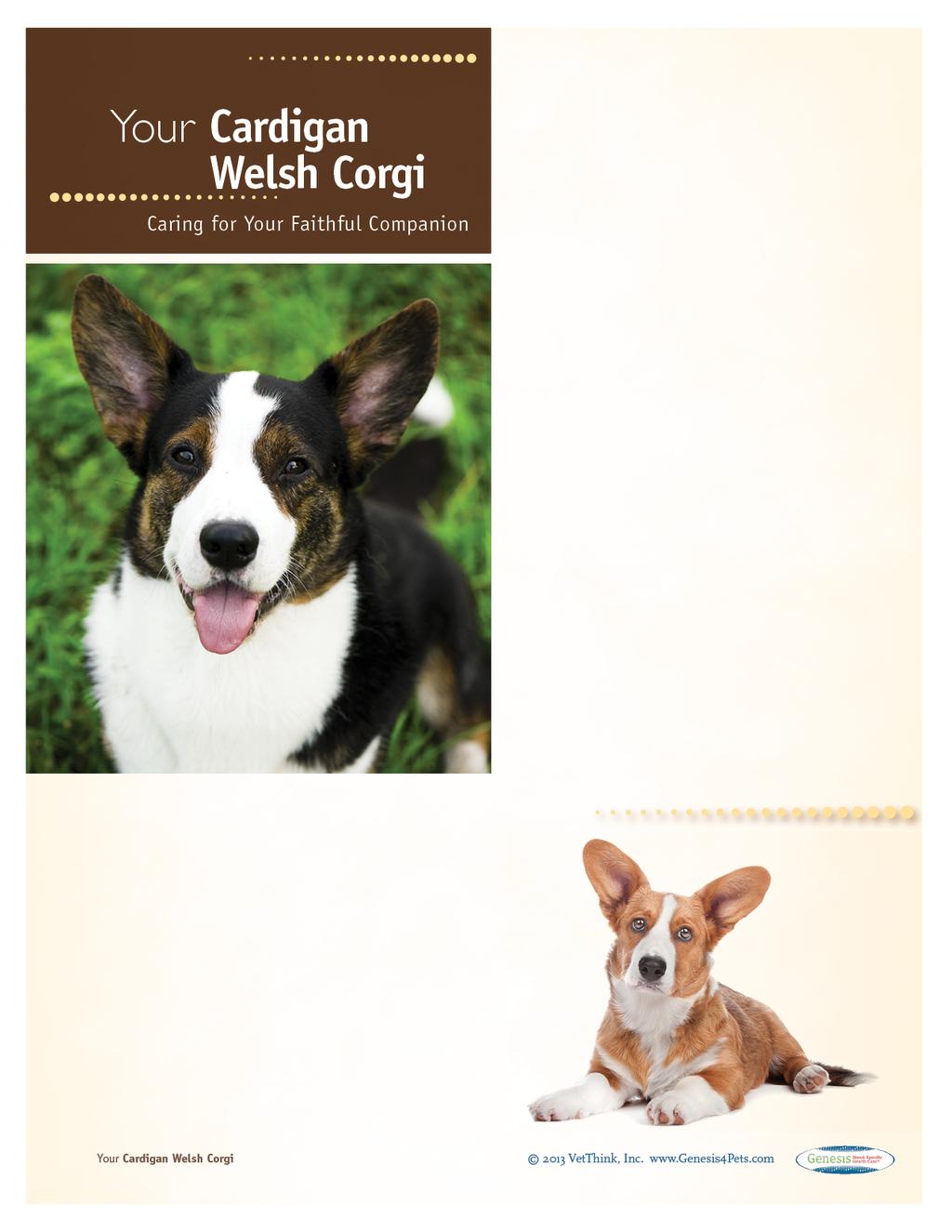 Cardigan Welsh Corgis: What a Unique Breed! Your dog is special! She's your best friend, companion, and a source of unconditional love.