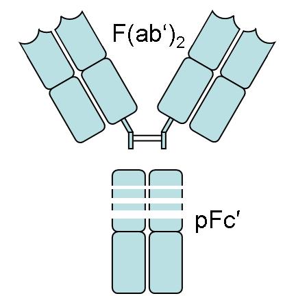 PRODUCTION IgG: Precipitated with ammonium sulfate F(ab