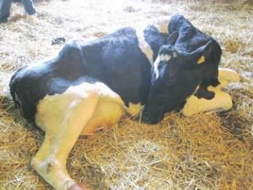 Recumbency / Down Can occur during any disease process, but most commonly seen in the following scenarios: Milk fever (cows & ewes) occurs just prior or within the
