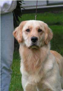 Janis & Dave Tyler Golden Retriever Rescue of Central New York Invites you to their Meeting on Thursday,