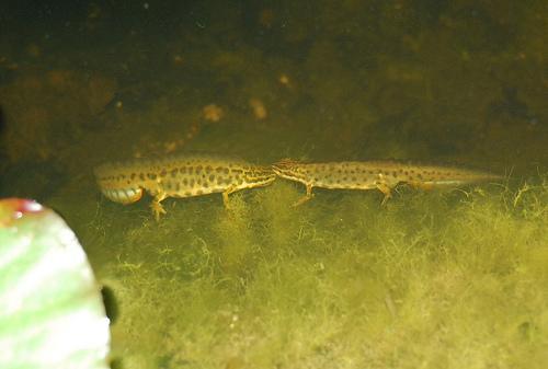 Newts can look very different by torch light with