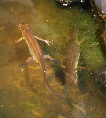 Newts can look very different by torch light with
