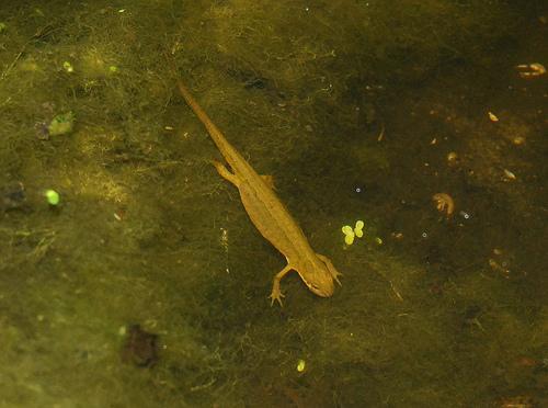 Newts can look very different by torch light with practice you