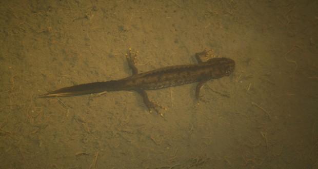 For PondNet it s important to recognise Great Crested Newts (this is a male