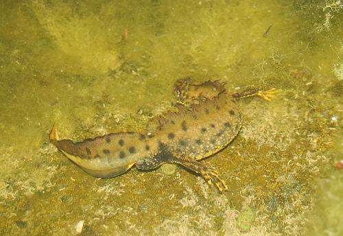 For PondNet it s important to recognise Great Crested Newts (this