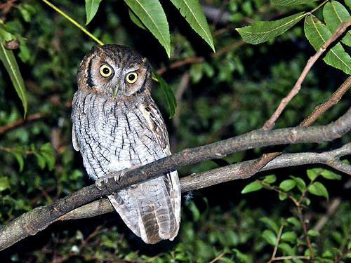 Megascops choliba (Tropical Screech Owl) Family: Strigidae (True Owls) Order: Strigiformes (Owls) Class: Aves (Birds) Fig. 1. Tropical screech owl, Megascops choliba. [https://www.flickr.